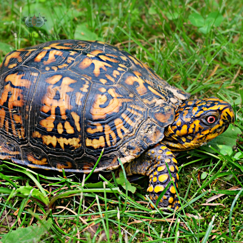Importance of Tortoise and its placement as per Vastu