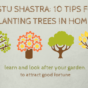 Vastu Shastra: 10 Tips for Planting Trees in Home