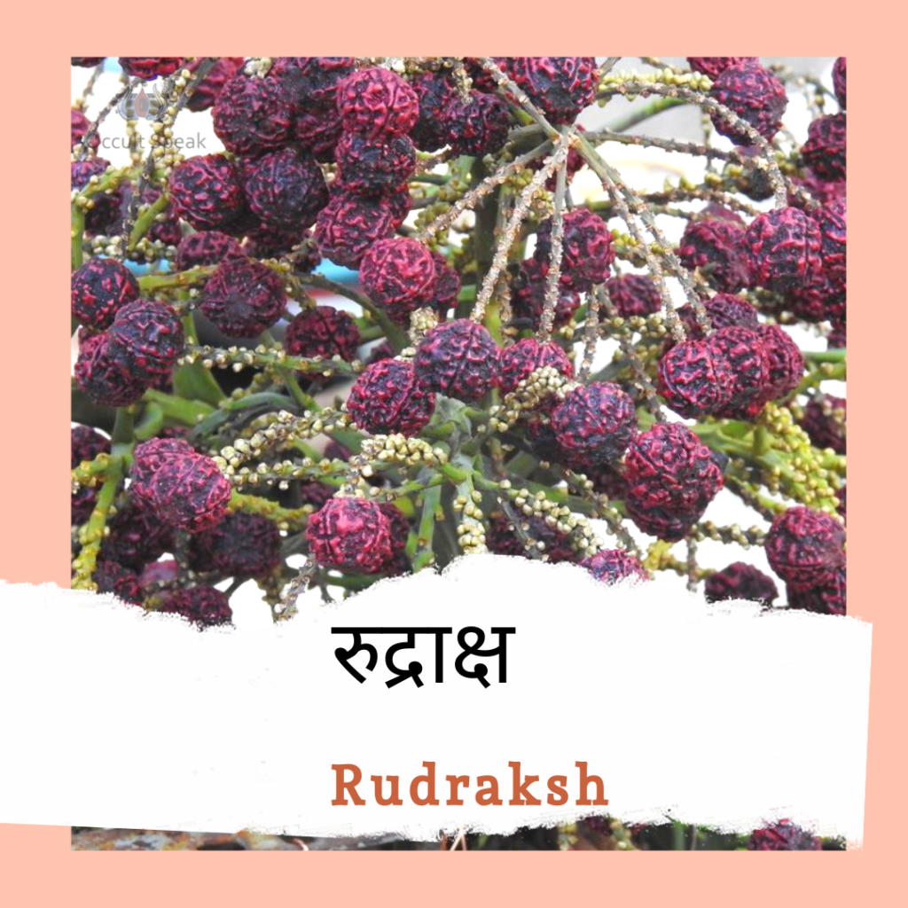 15 mukhi rudraksha