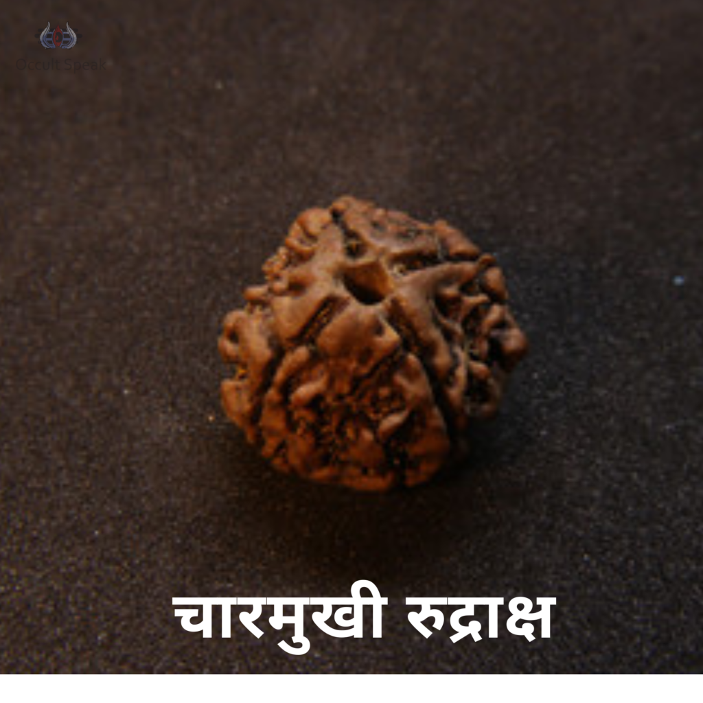 4 Mukhi Rudraksha 