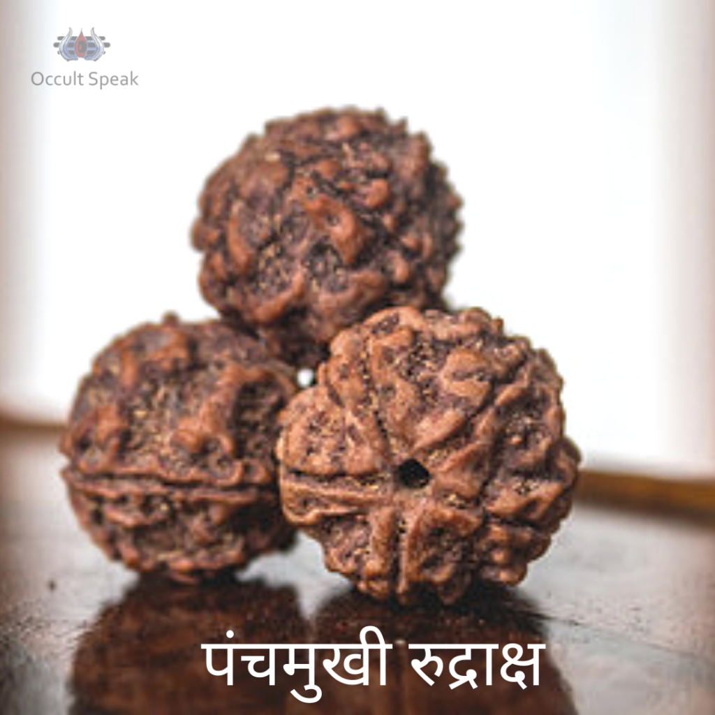 5 Mukhi Rudraksha