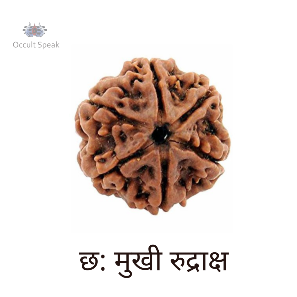 6 Mukhi Rudraksha