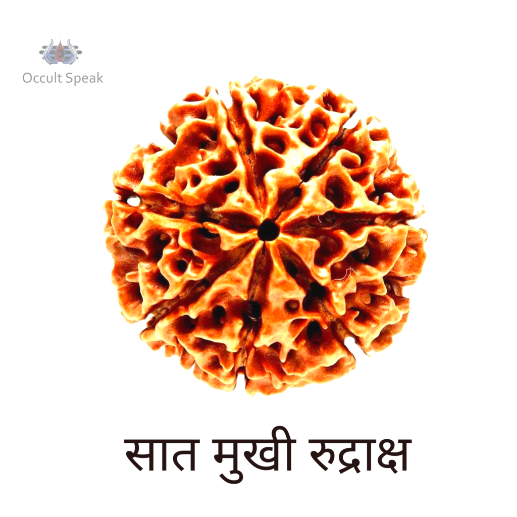 7 Mukhi Rudraksha