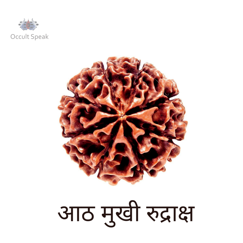 8 Mukhi Rudraksha