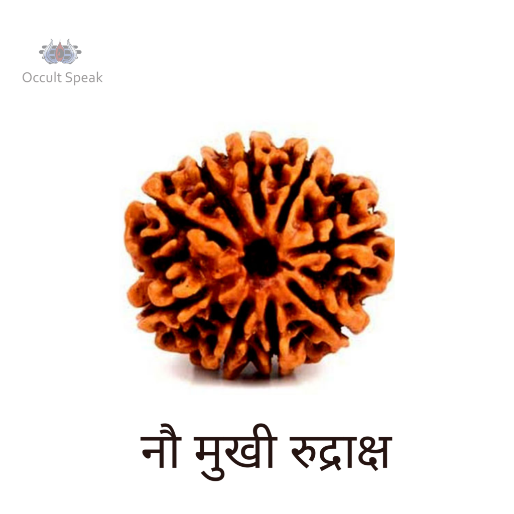 9 Mukhi Rudraksha