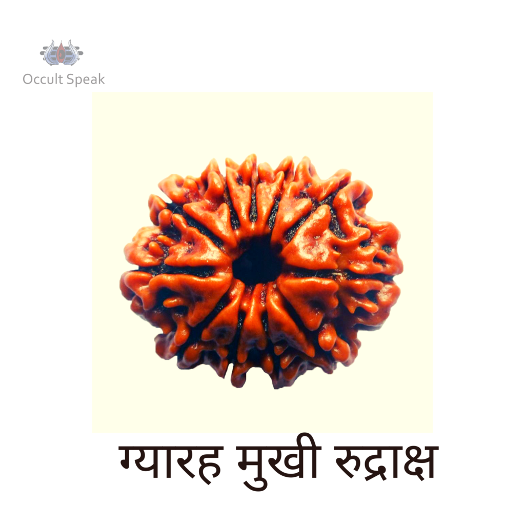 11 Mukhi Rudraksha