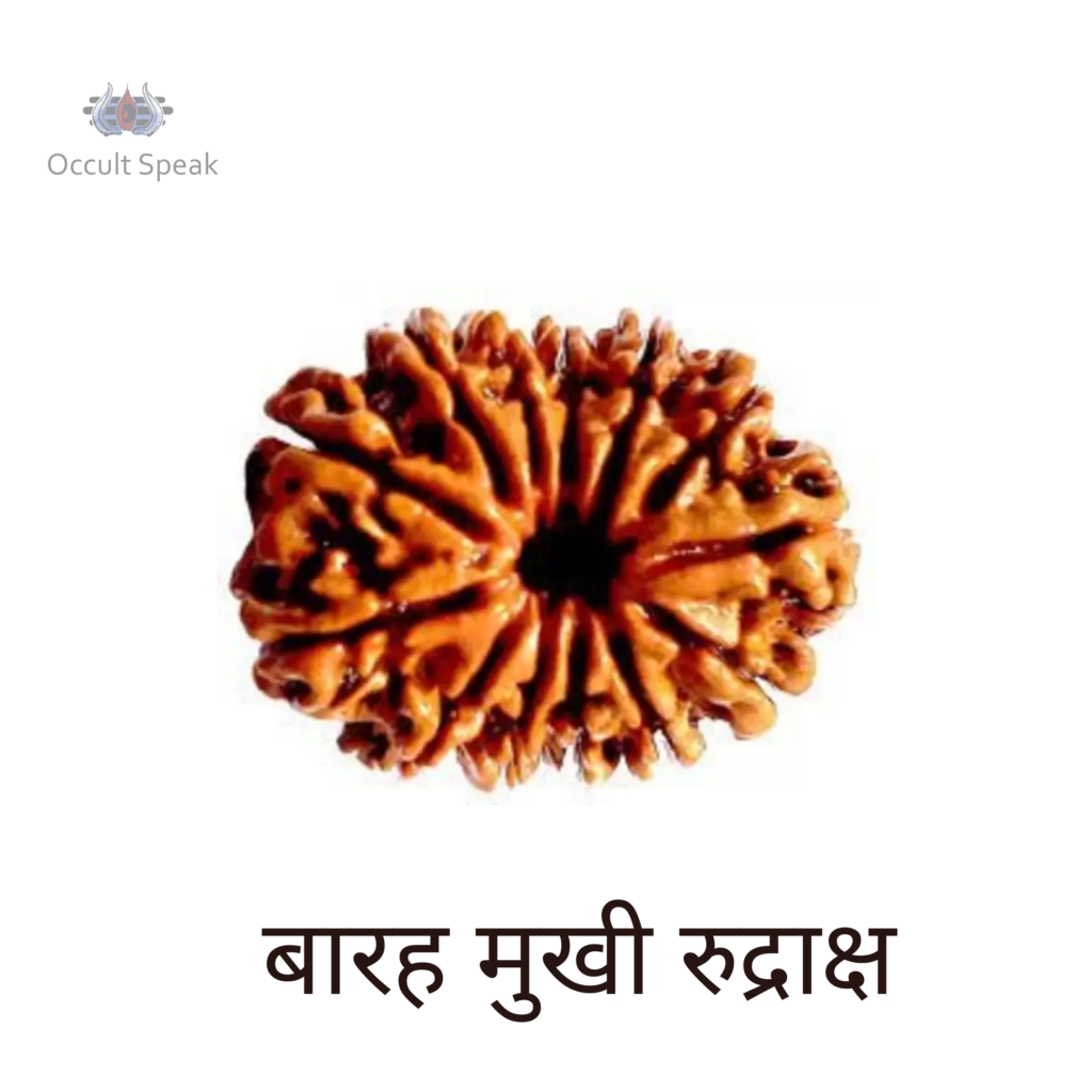 12 Mukhi Rudraksha