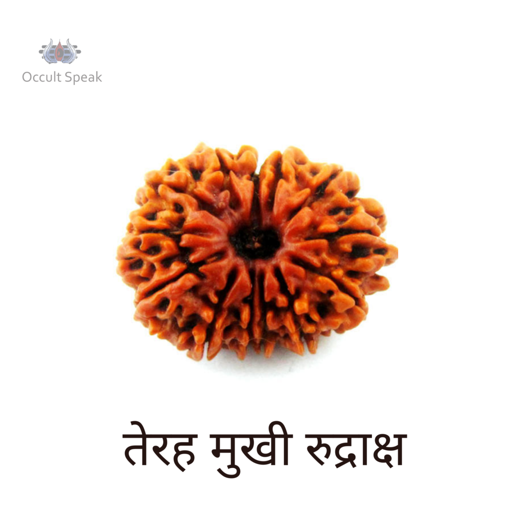 13 Mukhi Rudraksha