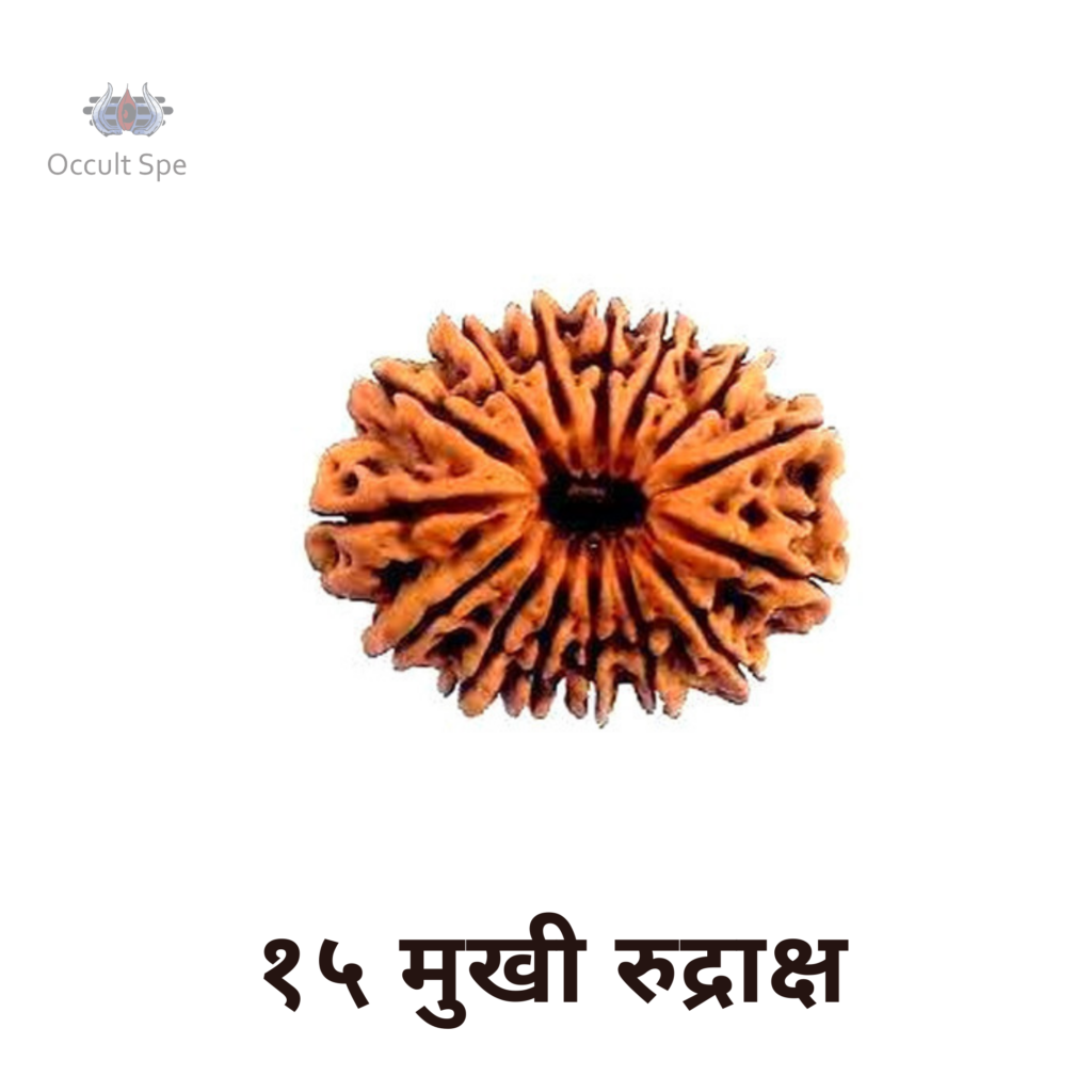 15 Mukhi Rudraksha