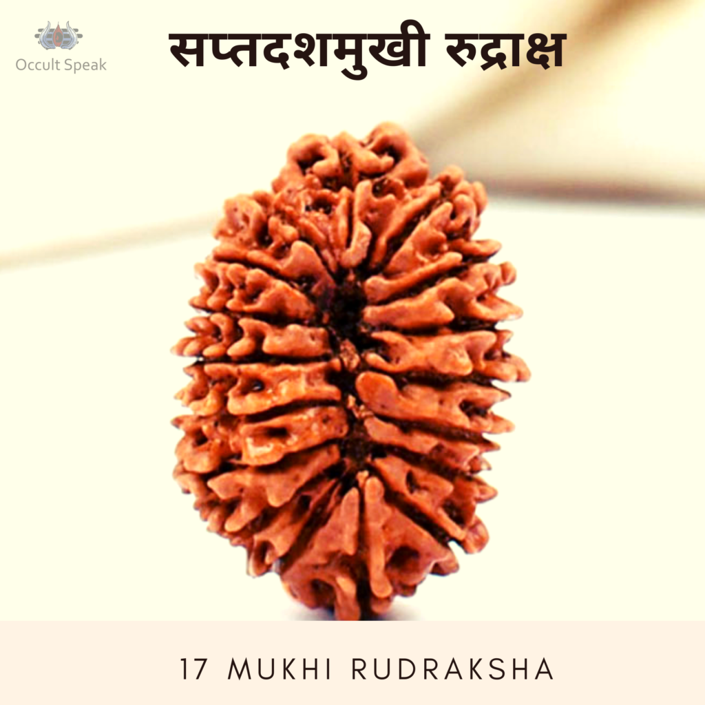 17 Mukhi Rudraksha