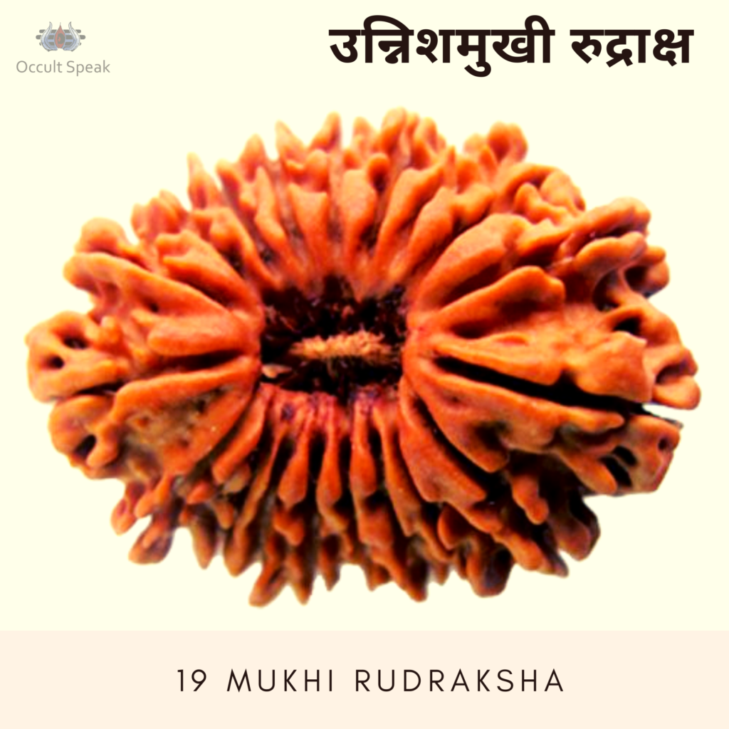 19 Mukhi Rudraksha